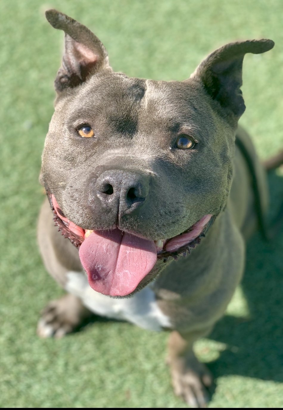 adoptable Dog in Los Angeles, CA named Monkey