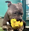 Monkey - Photo 5