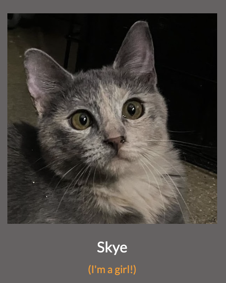 adoptable Cat in Los Angeles, CA named Skye