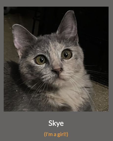 Skye, Young Dilute Calico (short coat), cat for adoption in Westminster, California