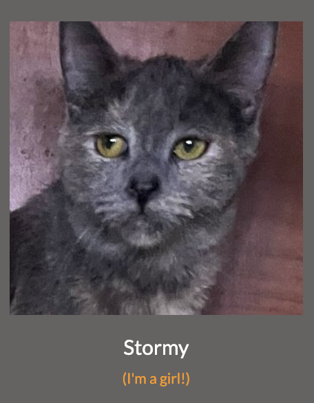 adoptable Cat in Los Angeles, CA named Stormy