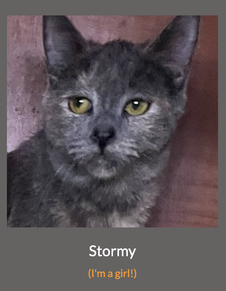Stormy, Young Dilute Calico / Calico (short coat), cat for adoption in Brea, California