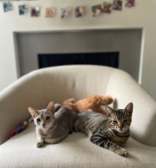 Tiny (and Rebel), Young Domestic Short Hair / Tabby (short coat), cat for adoption in Westminster, California