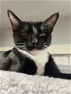 adoptable Cat in downey, CA named Tuxi B