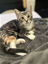 adoptable Cat in downey, CA named Stormy B