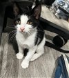 adoptable Cat in downey, CA named Bella B