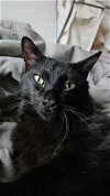 adoptable Cat in  named Gizmo II