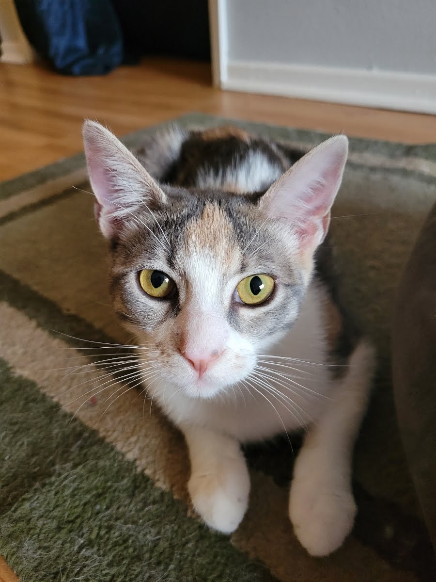 adoptable Cat in Los Angeles, CA named Suzy