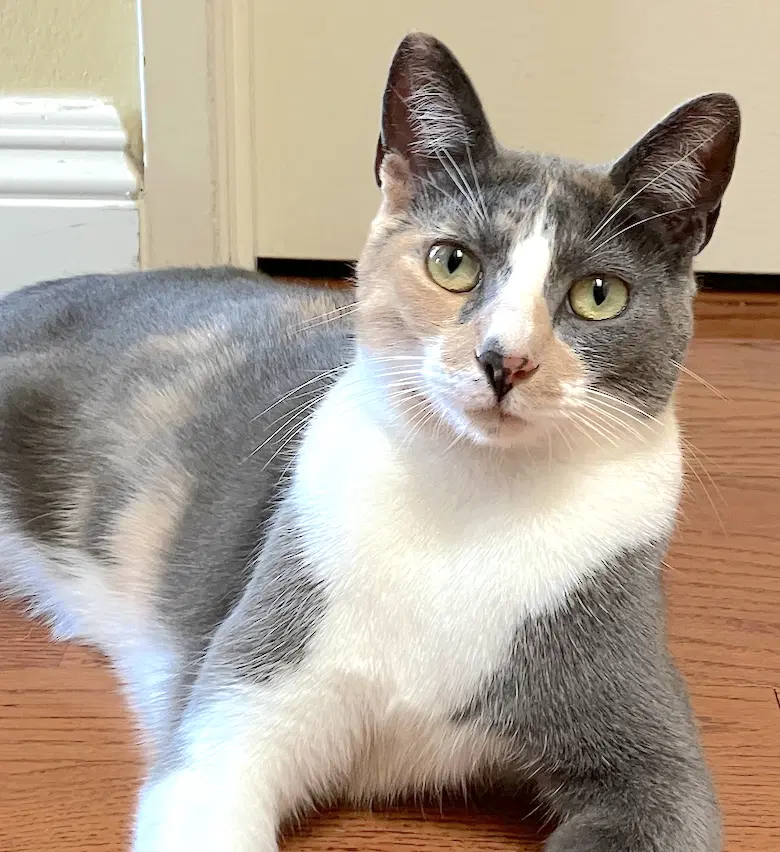 Luna Belle image 2