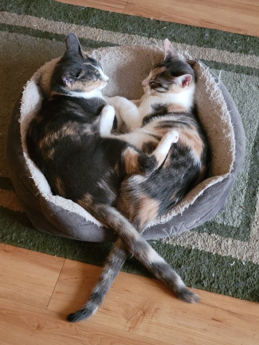 Luna Belle