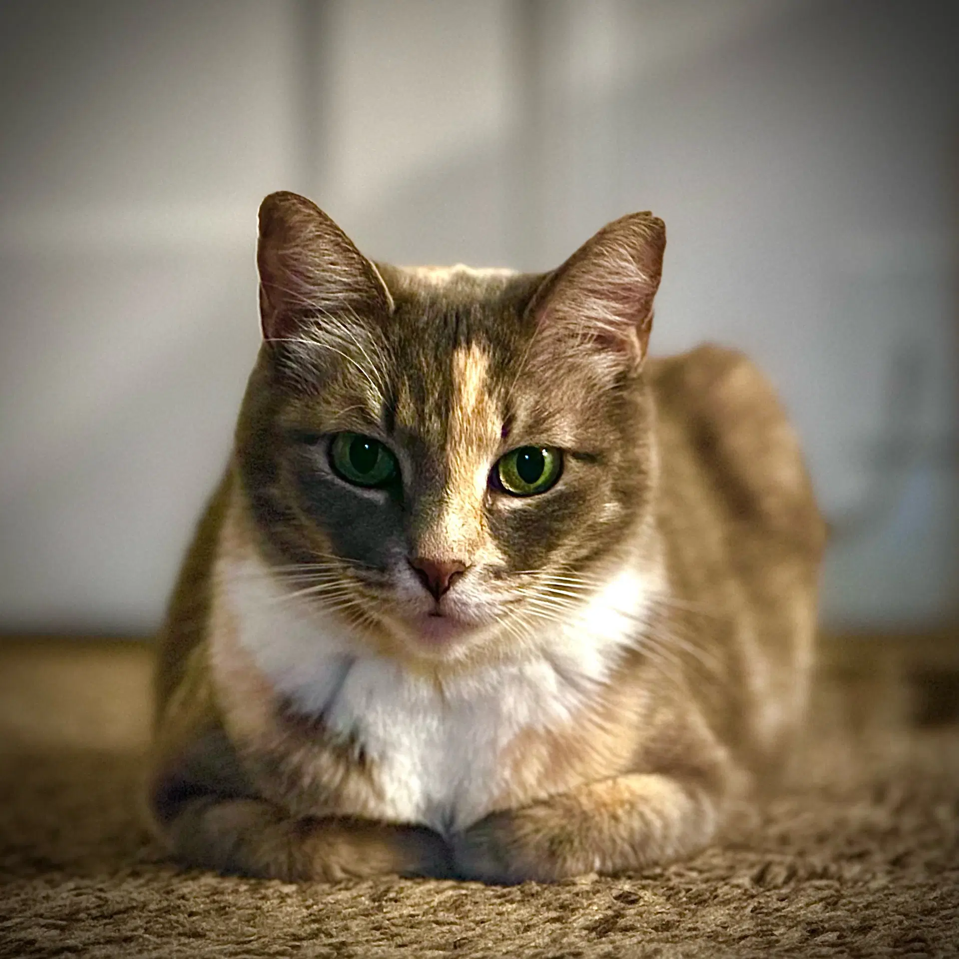 Camille - Domestic Short Hair
