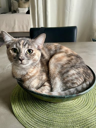 Twix, Young Domestic Short Hair / Tortoiseshell (short coat), cat for adoption in Westminster, California