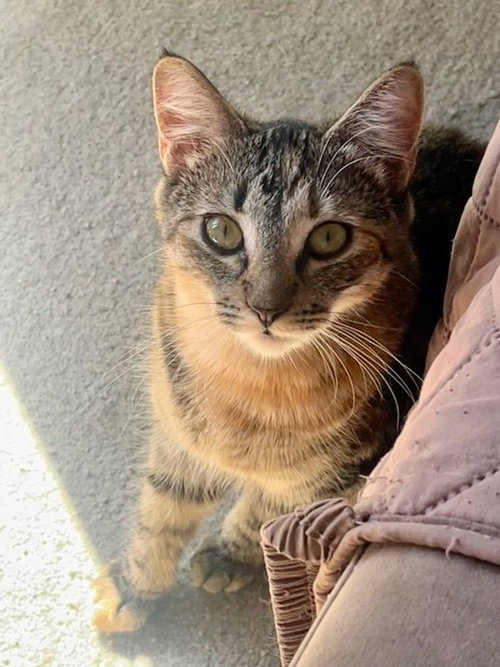 Snickers, Young Domestic Short Hair / Tabby (short coat), cat for adoption in Westminster, California