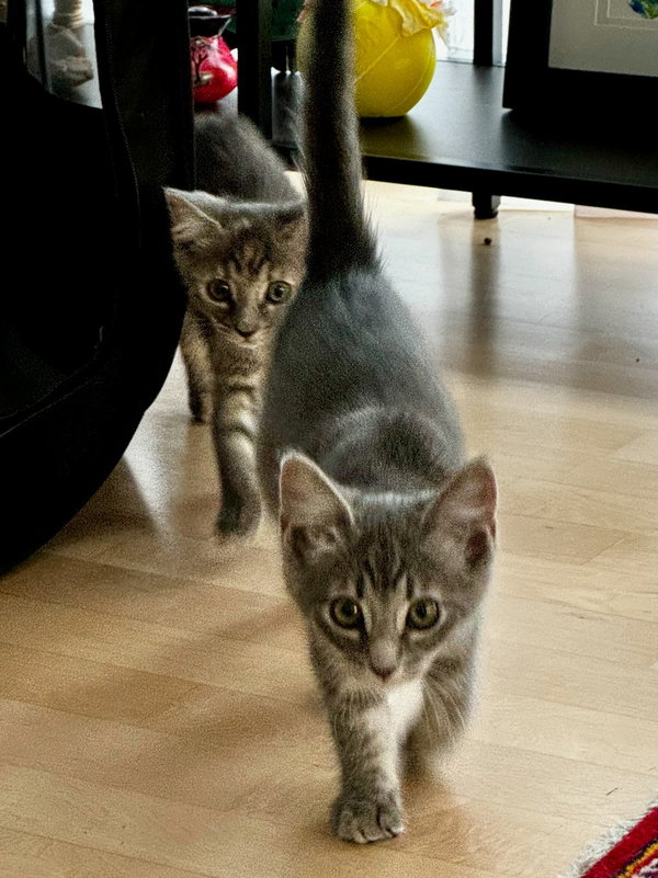 KitKat