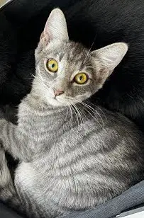 Kitkat - Domestic Short Hair