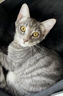 KitKat, Young Domestic Short Hair / Tiger (short coat), cat for adoption in Westminster, California