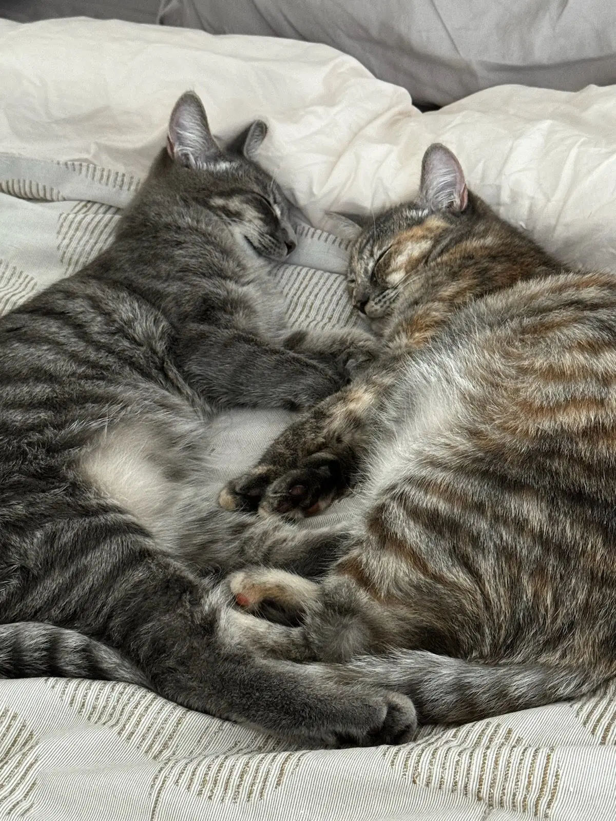 Kitkat image 3
