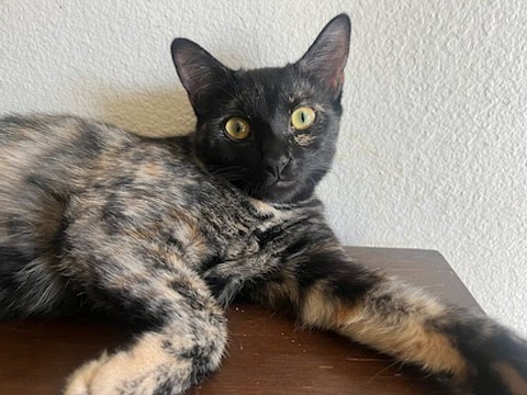 Reece, Young Domestic Short Hair / Tortoiseshell (short coat), cat for adoption in Brea, California