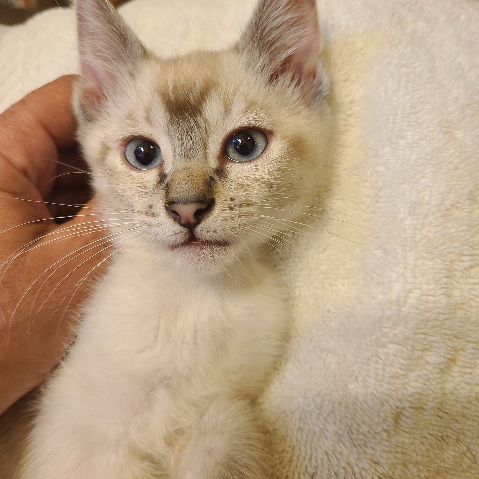 Cat adoption in Los Angeles, CA 90049 Siamese (short coat) Cat "Almond Joy"
