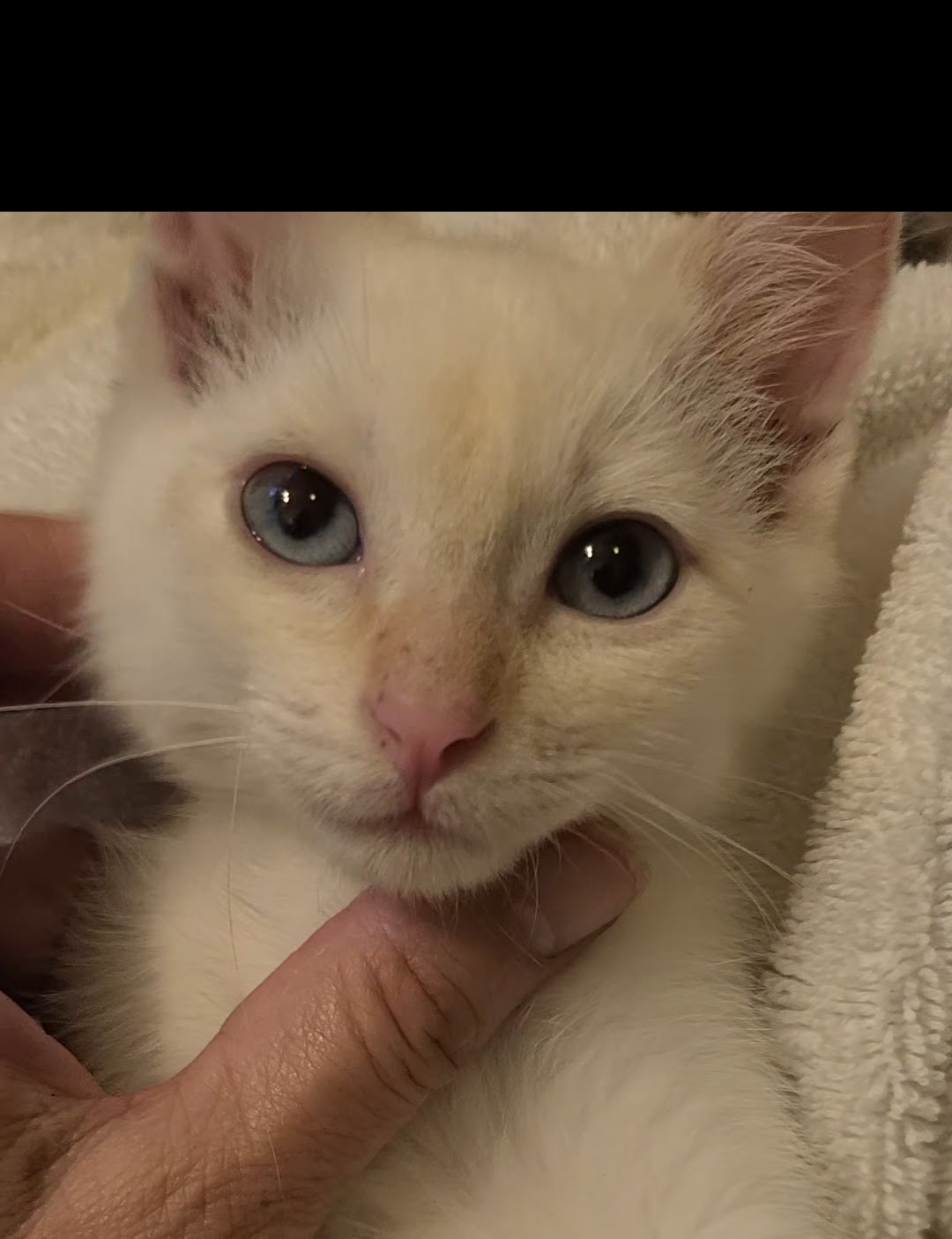 Cat adoption in Los Angeles, CA 90049 Siamese (short coat) Cat "Jelly Belly"