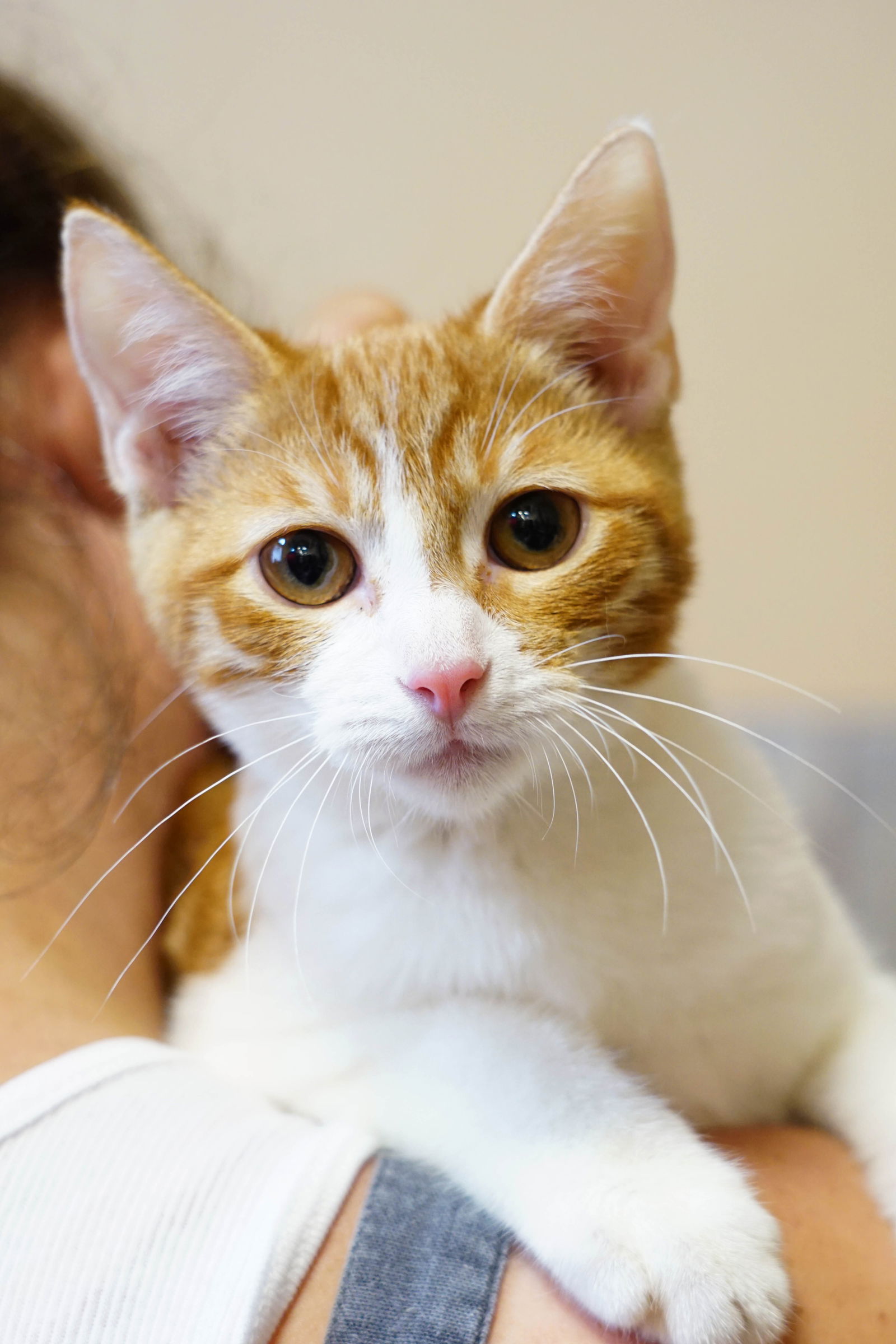 adoptable Cat in Los Angeles, CA named Jolly Rancher