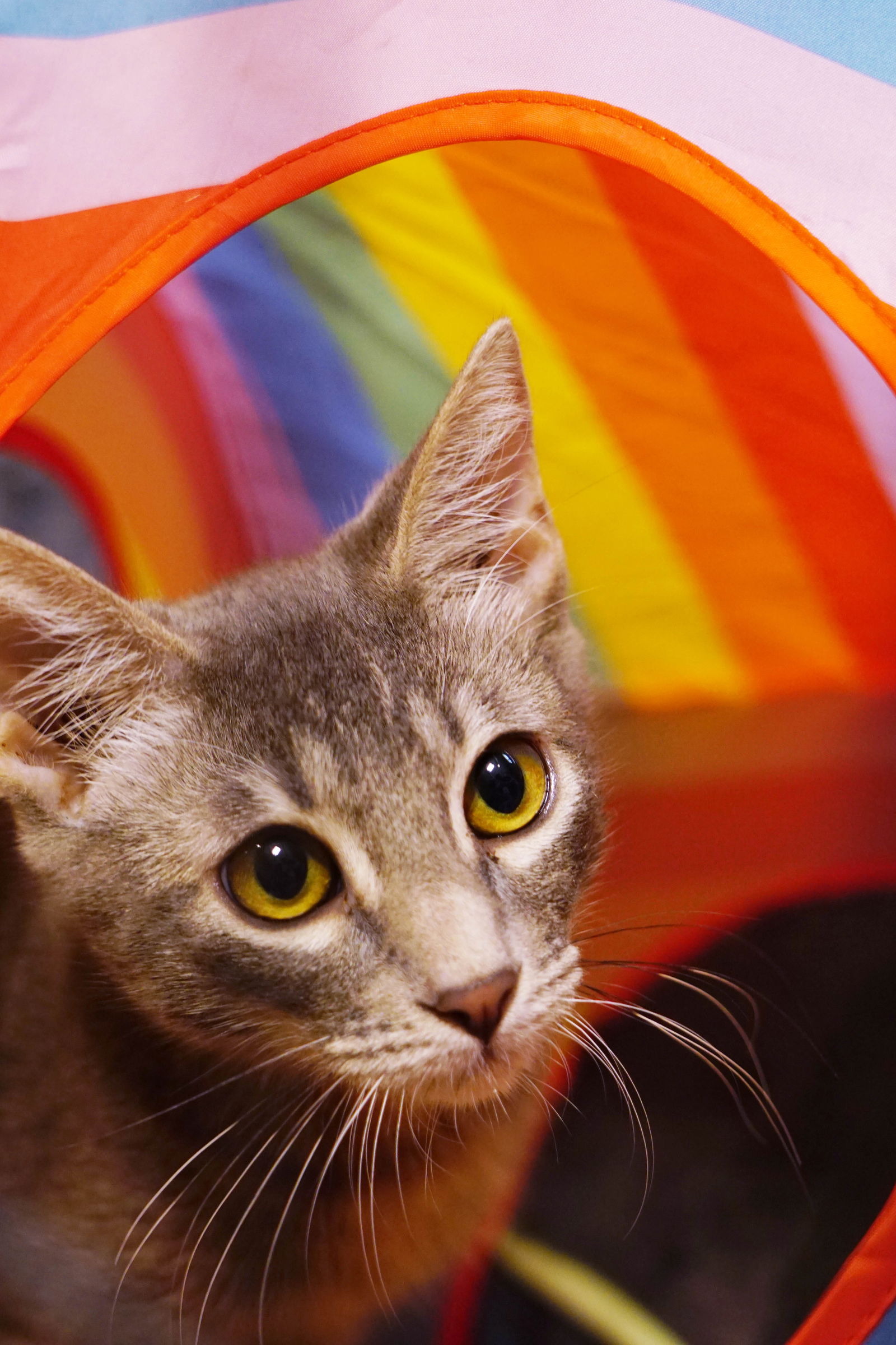 adoptable Cat in Los Angeles, CA named Oh Henry