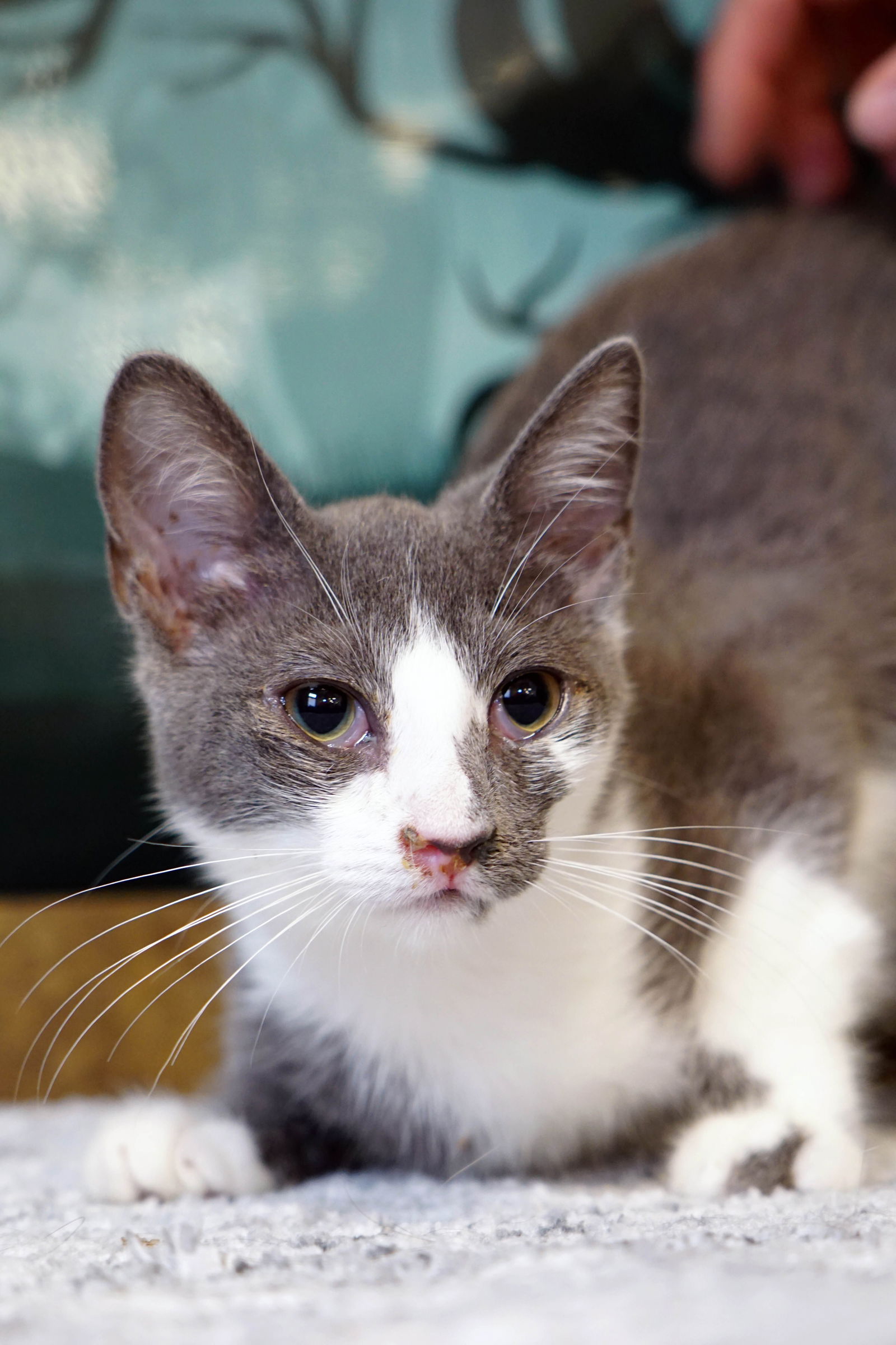 adoptable Cat in Los Angeles, CA named York