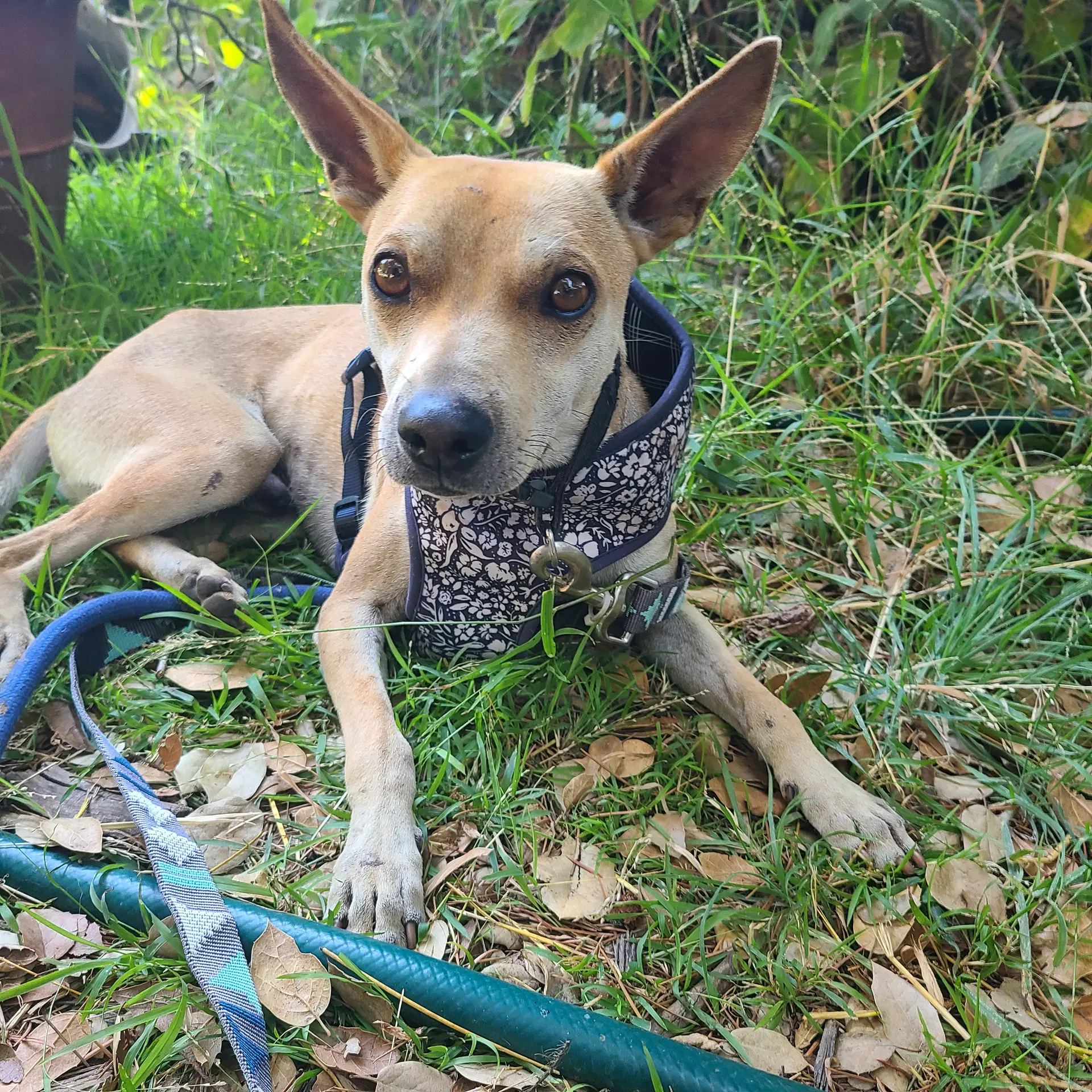 Sonny - Basenji