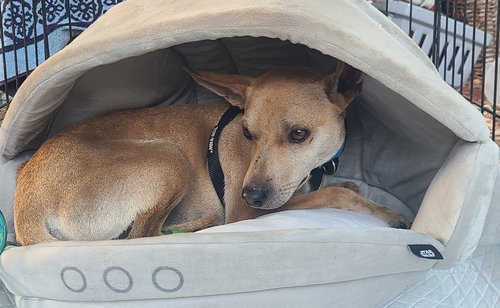 SONNY - Basenji available for adoption