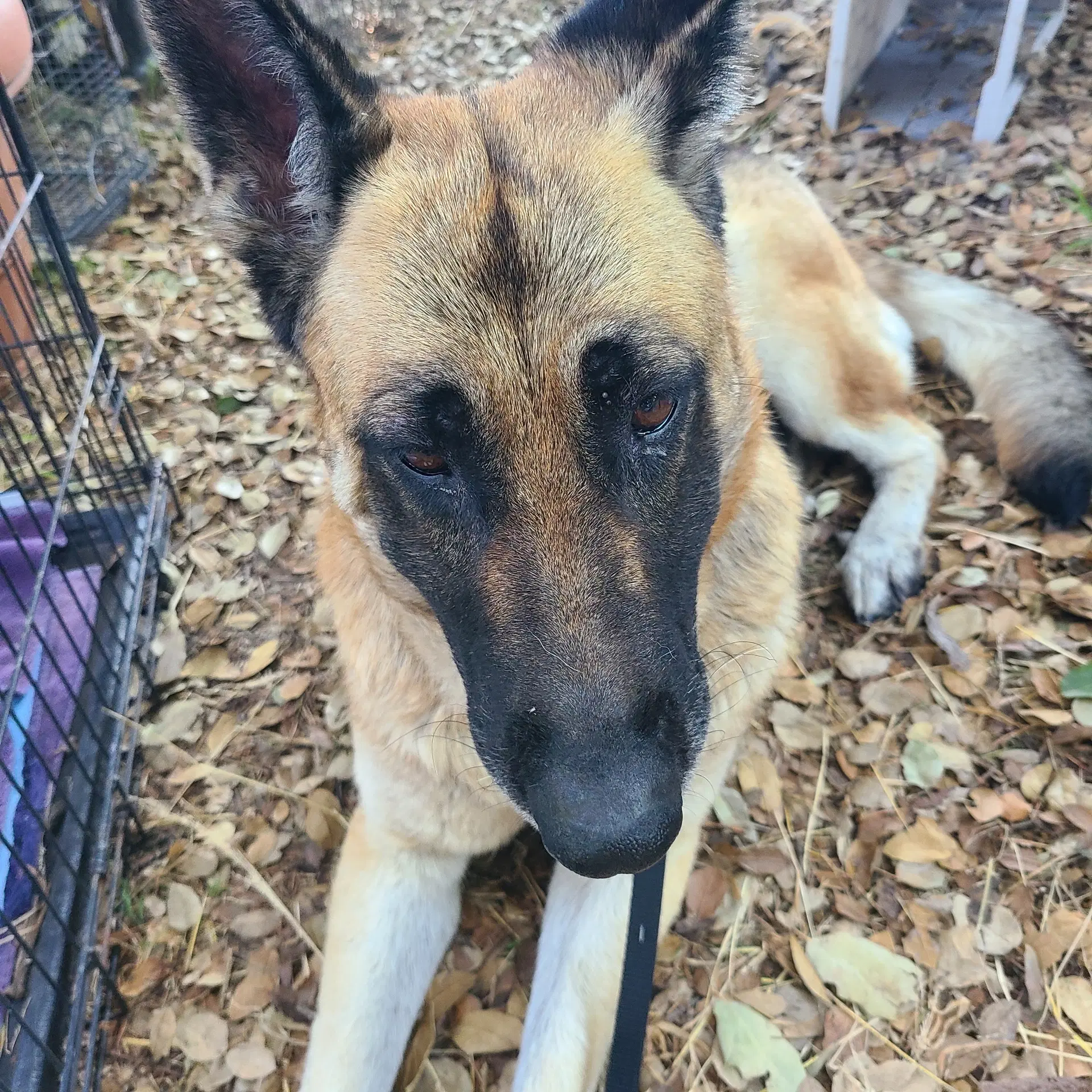 Cher - German Shepherd Dog