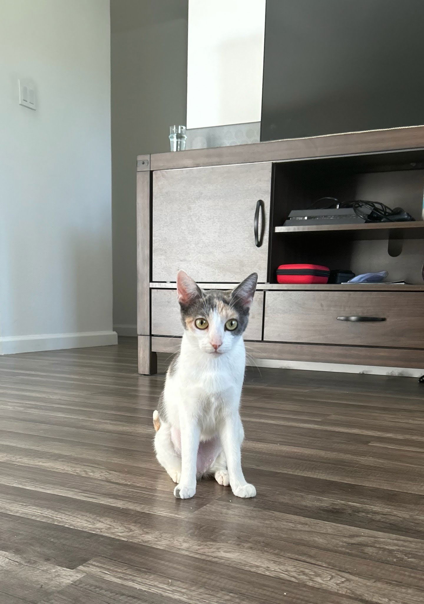 adoptable Cat in Los Angeles, CA named Buffy