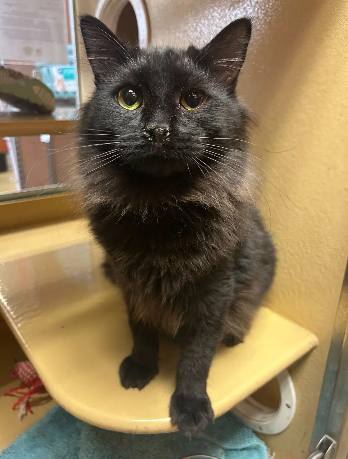 Dim Sum - Domestic Long Hair