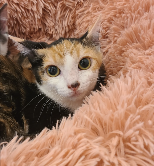 Szechuan, Baby Domestic Medium Hair / Calico (medium coat), cat for adoption in Westminster, California