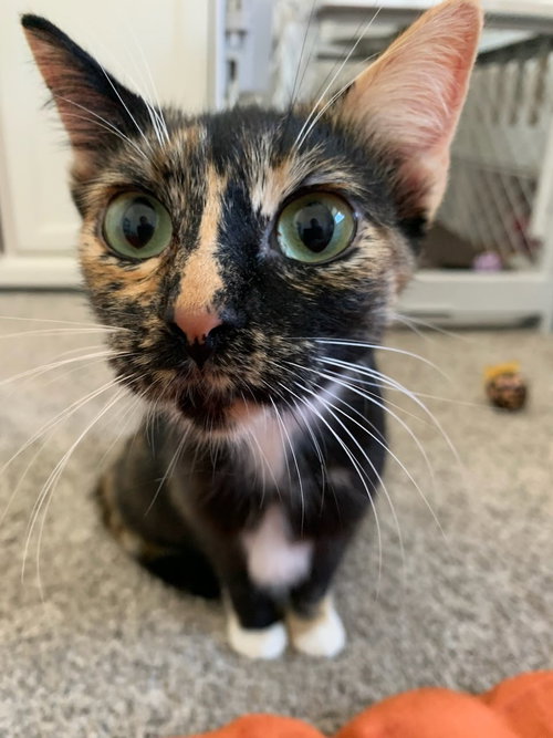 MINNIE - Domestic Short Hair / Tortoiseshell available for adoption