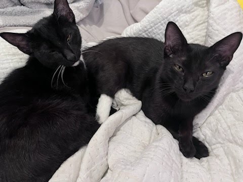 Rick, Young Domestic Short Hair (short coat), cat for adoption in Westminster, California