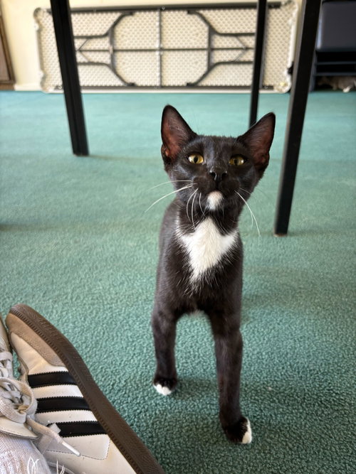 Mondo, Baby Domestic Short Hair / Tuxedo (short coat), cat for adoption in Westminster, California