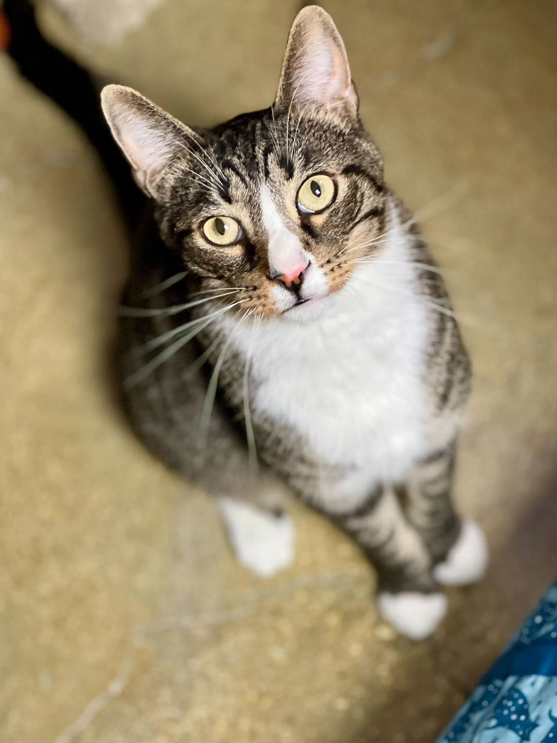 Justin - Domestic Short Hair
