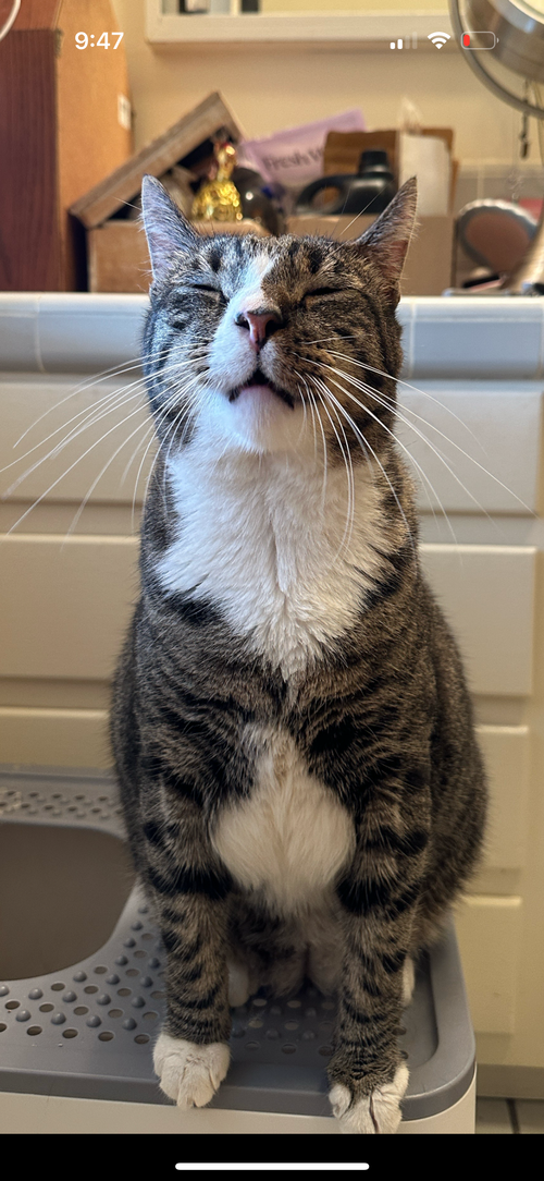 Alfie, Adult Domestic Short Hair / Tiger (short coat), cat for adoption in Westminster, California