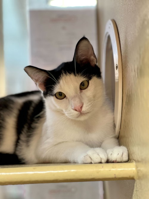 Carmine, Baby Domestic Short Hair (short coat), cat for adoption in Westminster, California