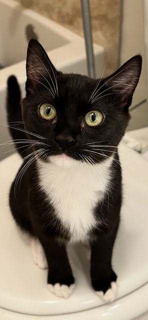 Shirley, Baby Domestic Short Hair / Tuxedo (short coat), cat for adoption in Westminster, California