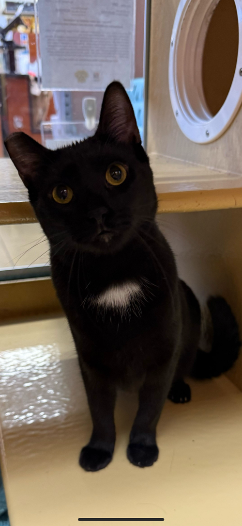 Laverne (C), Baby Domestic Short Hair (short coat), cat for adoption in Westminster, California