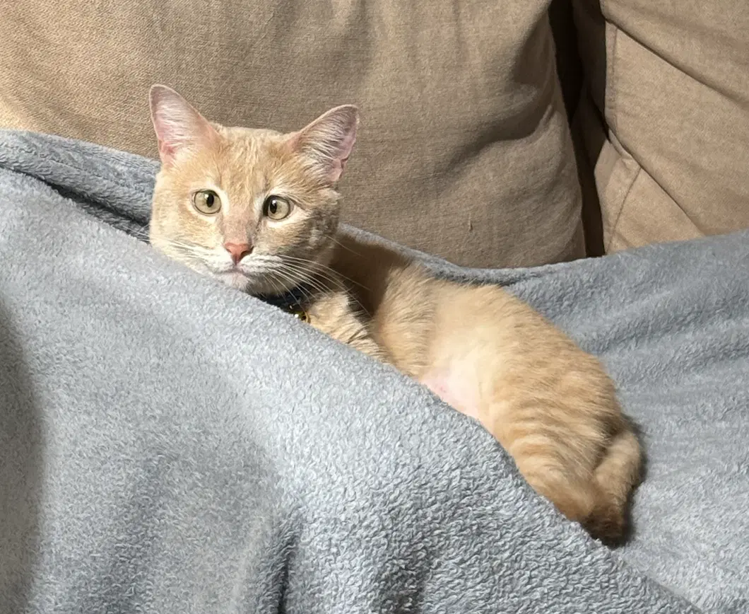 Farro - Domestic Short Hair