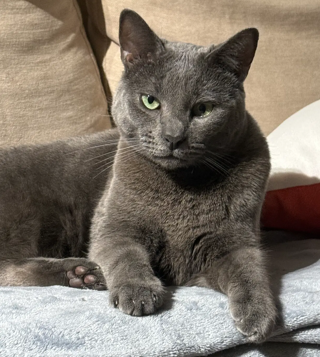 Lupine - Domestic Short Hair