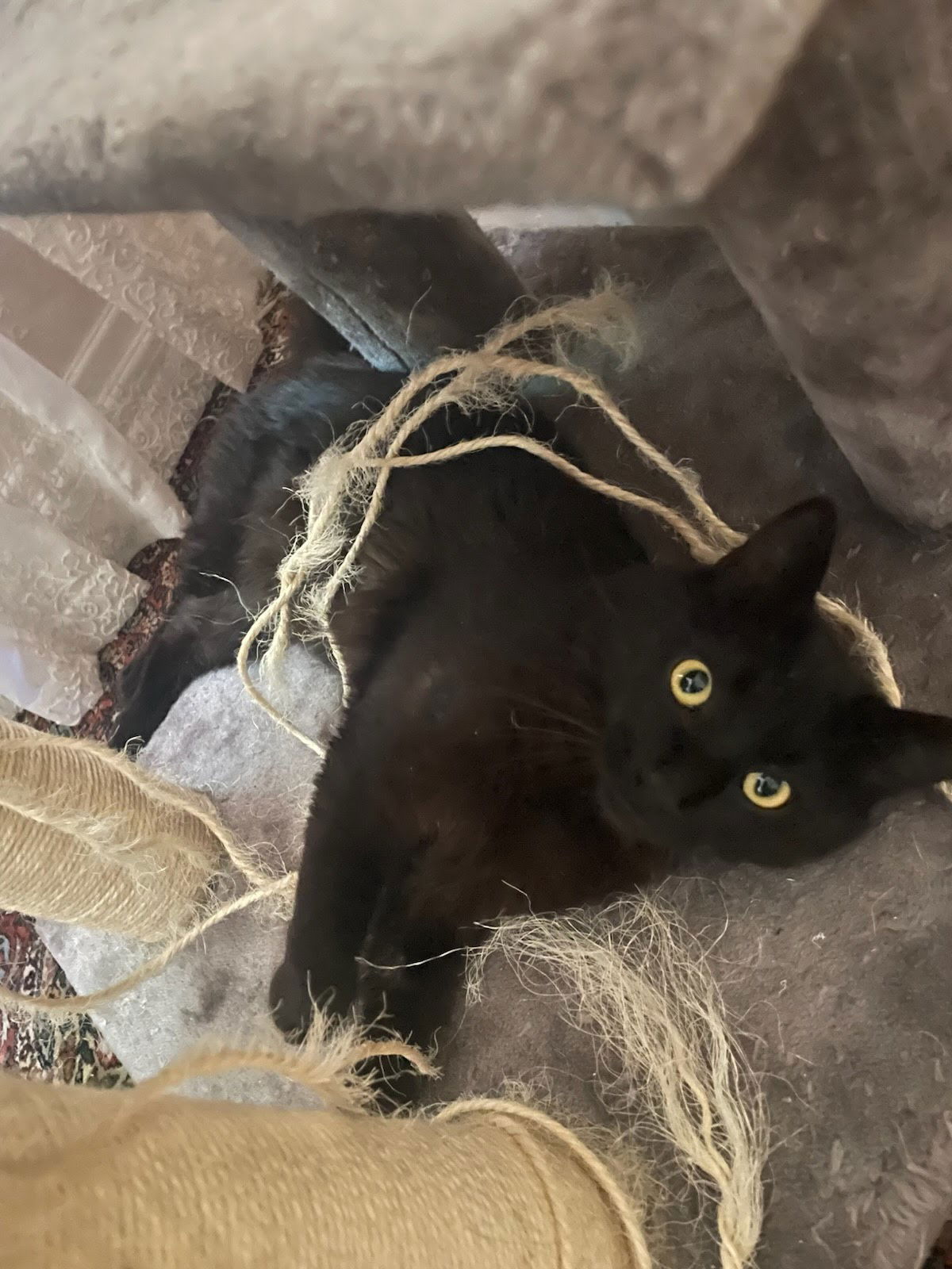 adoptable Cat in Los Angeles, CA named Little Dude