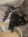 adoptable Cat in  named Little Dude