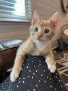 adoptable Cat in downey, CA named Zion