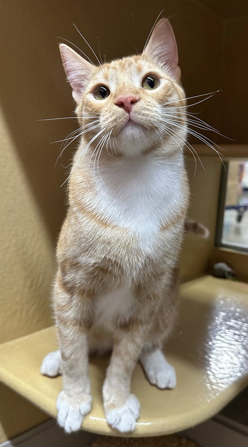 Zion, Baby Domestic Short Hair (short coat), cat for adoption in Westminster, California