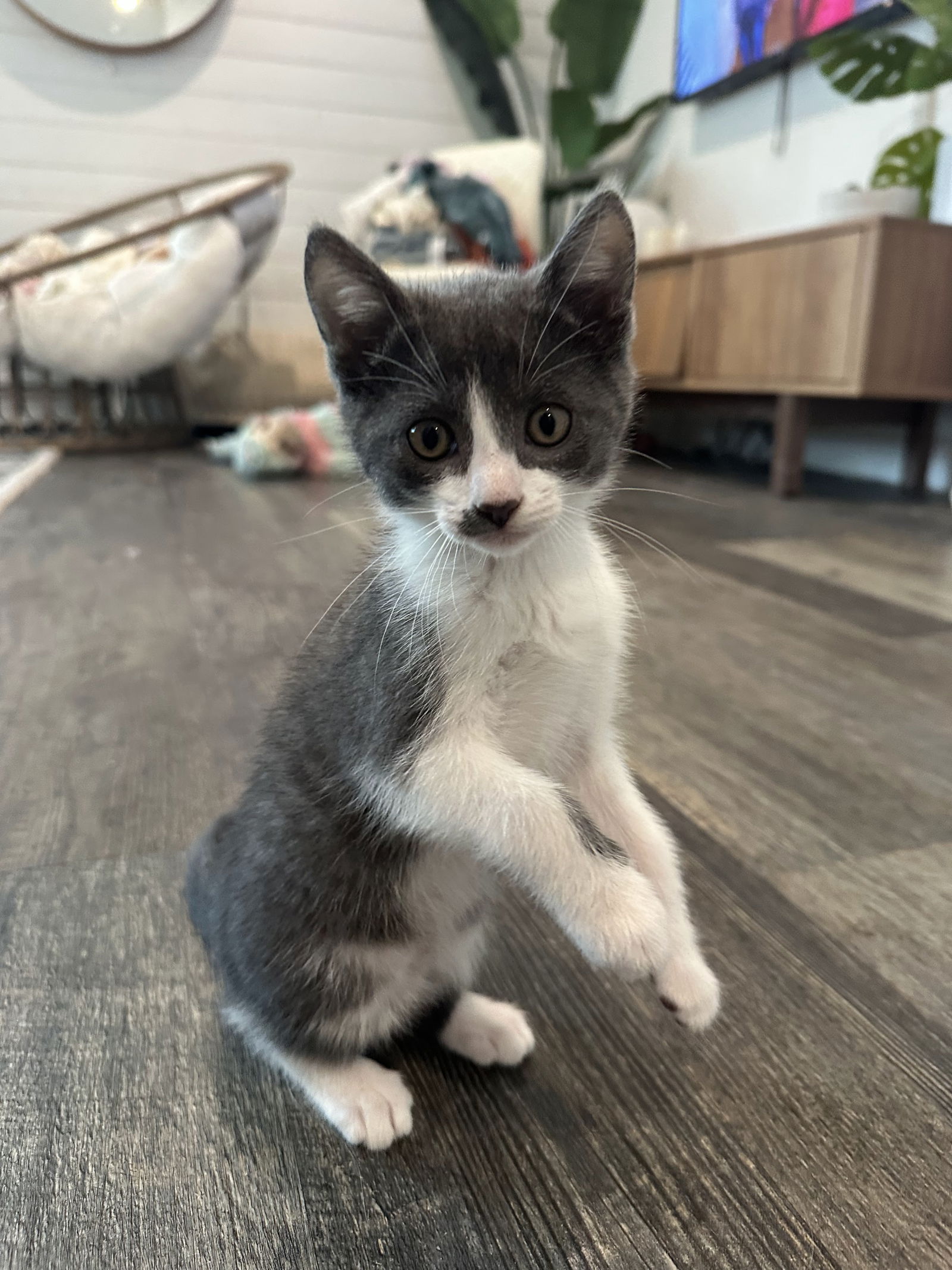 adoptable Cat in Downey, CA named Denali