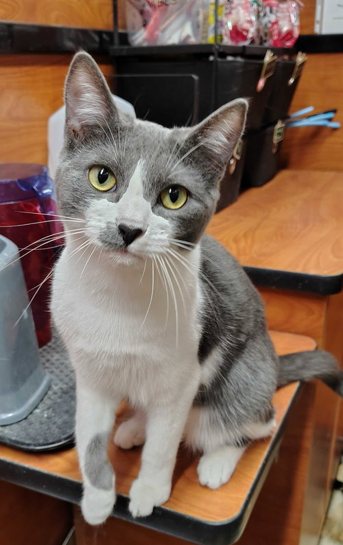 Denali, Baby Domestic Short Hair (short coat), cat for adoption in Westminster, California