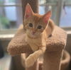 adoptable Cat in downey, CA named Bryce (& Arches)